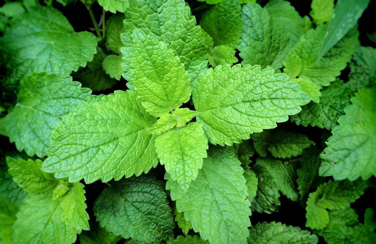 fresh peppermint vibrant green king and queen herbal tea